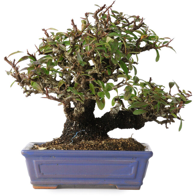 Pyracantha, 18 cm, ± 30 jaar oud, met een nebari van 7 cm