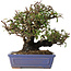 Pyracantha, 18 cm, ± 30 anni, con un nebari di 7 cm
