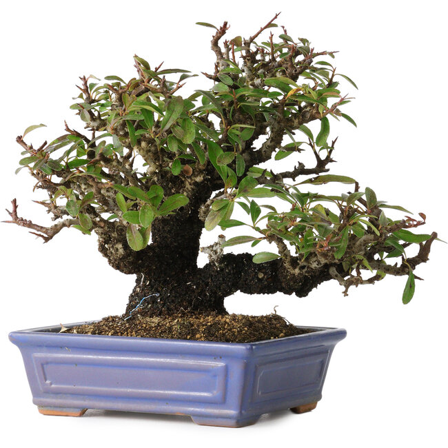 Pyracantha, 18 cm, ± 30 years old, with a nebari of 7 cm