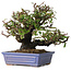 Pyracantha, 18 cm, ± 30 ans, avec un nebari de 7 cm