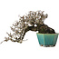 Pyracantha, 13 cm, ± 40 anni, con un nebari di 10,5 cm, in un vaso giapponese fatto a mano da Koyou
