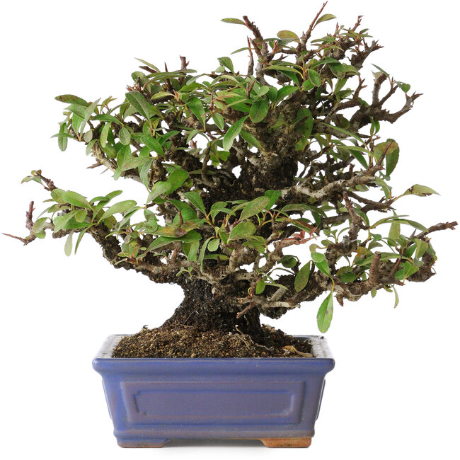 Pyracantha, 18 cm, ± 30 anni, con un nebari di 7 cm