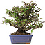 Pyracantha, 18 cm, ± 30 anni, con un nebari di 7 cm