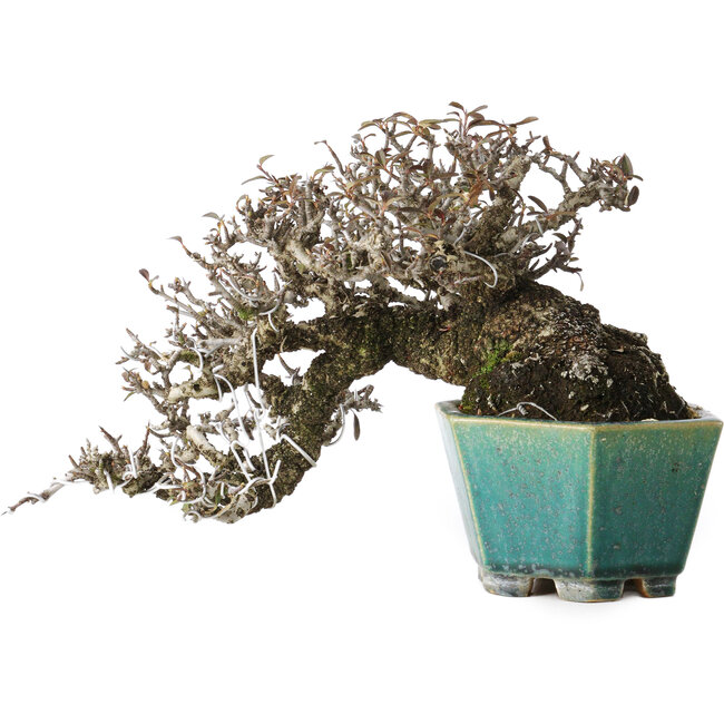 Feuerdorn, 13 cm, ± 40 Jahre alt, mit einem Nebari von 10,5 cm, in einem handgefertigten japanischen Topf von Koyou