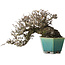 Pyracantha, 13 cm, ± 40 anni, con un nebari di 10,5 cm, in un vaso giapponese fatto a mano da Koyou