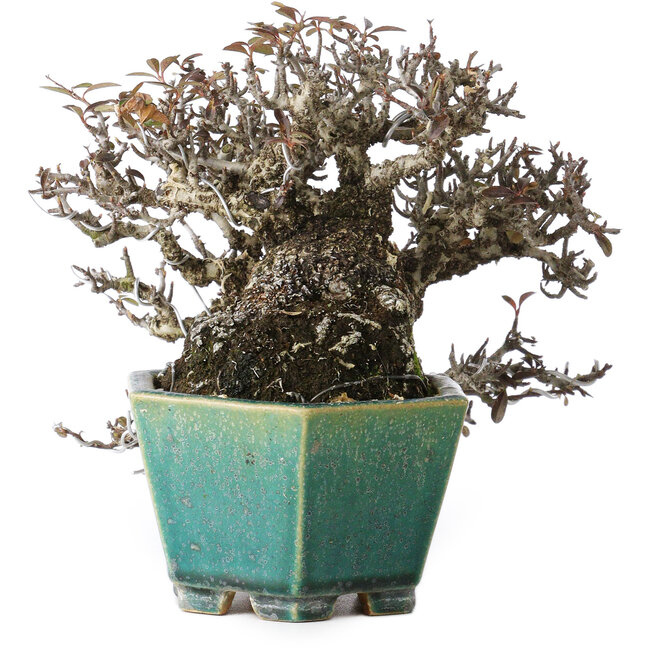 Pyracantha, 13 cm, ± 40 años, con un nebari de 10,5 cm, en una maceta japonesa hecha a mano por Koyou