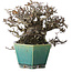 Pyracantha, 13 cm, ± 40 anni, con un nebari di 10,5 cm, in un vaso giapponese fatto a mano da Koyou