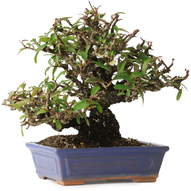 Pyracantha, 18 cm, ± 30 anni, con un nebari di 7 cm
