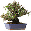 Pyracantha, 18 cm, ± 30 anni, con un nebari di 7 cm
