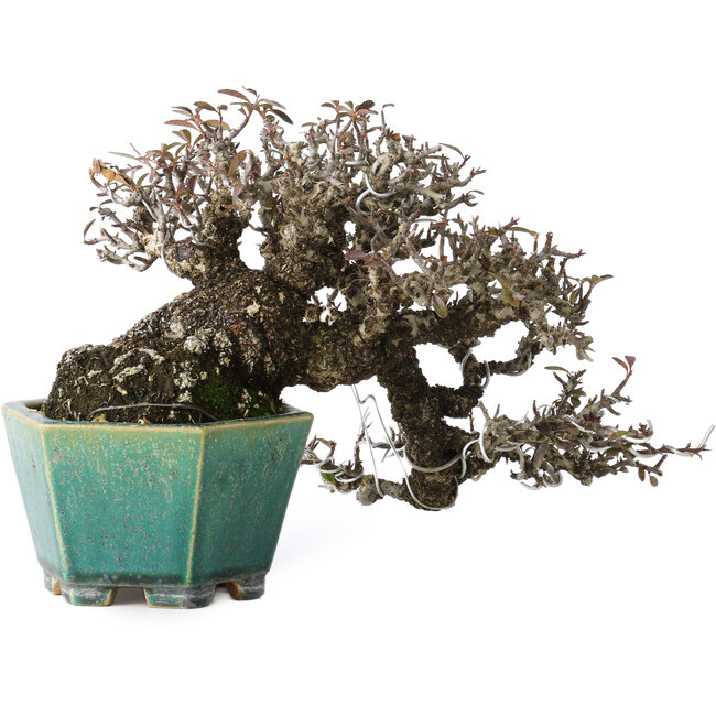 Pyracantha, 13 cm, ± 40 ans, avec un nebari de 10,5 cm, dans un pot japonais fait main par Koyou