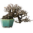 Pyracantha, 13 cm, ± 40 anni, con un nebari di 10,5 cm, in un vaso giapponese fatto a mano da Koyou
