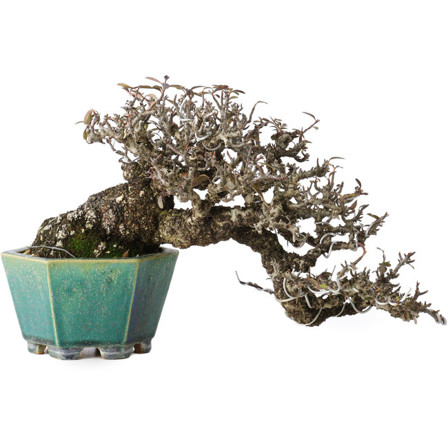 Pyracantha, 13 cm, ± 40 años, con un nebari de 10,5 cm, en una maceta japonesa hecha a mano por Koyou