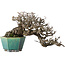 Pyracantha, 13 cm, ± 40 anni, con un nebari di 10,5 cm, in un vaso giapponese fatto a mano da Koyou