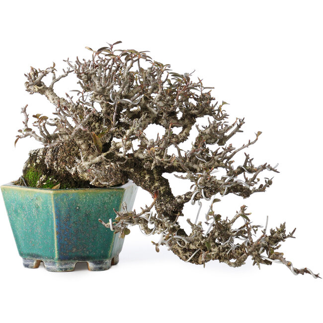 Pyracantha, 13 cm, ± 40 anni, con un nebari di 10,5 cm, in un vaso giapponese fatto a mano da Koyou