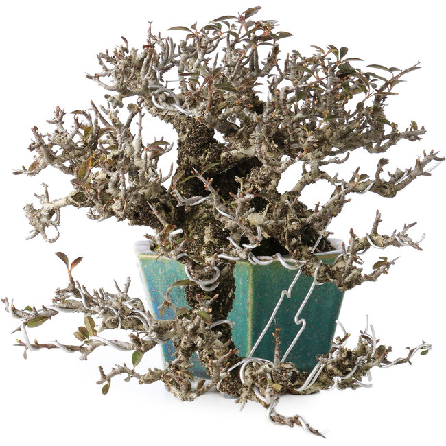 Pyracantha, 13 cm, ± 40 years old, with a nebari of 10,5 cm, in a handmade Japanese pot by Koyou