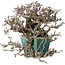 Pyracantha, 13 cm, ± 40 jaar oud, met een nebari van 10,5 cm, in een handgemaakte Japanse pot van Koyou