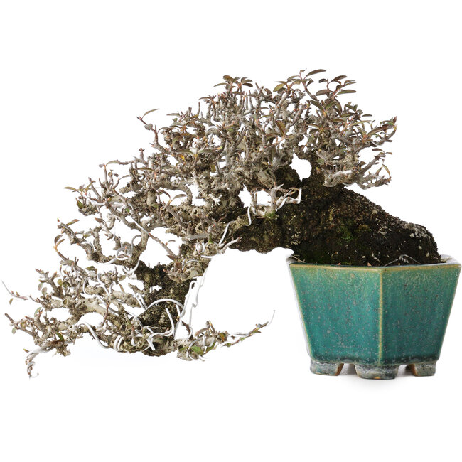 Pyracantha, 13 cm, ± 40 años, con un nebari de 10,5 cm, en una maceta japonesa hecha a mano por Koyou