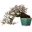 Pyracantha, 13 cm, ± 40 anni, con un nebari di 10,5 cm, in un vaso giapponese fatto a mano da Koyou