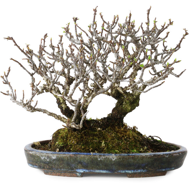 Pyracantha, 17 cm, ± 25 años, con un nebari de 10 cm, en una maceta japonesa hecha a mano