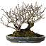 Pyracantha, 17 cm, ± 25 jaar oud, met een nebari van 10 cm, in een handgemaakte Japanse pot