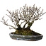 Pyracantha, 17 cm, ± 25 años, con un nebari de 10 cm, en una maceta japonesa hecha a mano