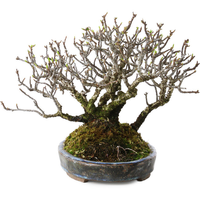 Feuerdorn, 17 cm, ± 25 Jahre alt, mit einem Nebari von 10 cm, in einem handgefertigten japanischen Topf