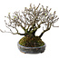 Pyracantha, 17 cm, ± 25 anni, con un nebari di 10 cm, in un vaso giapponese fatto a mano