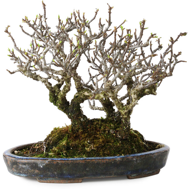 Pyracantha, 17 cm, ± 25 years old, with a nebari of 10 cm, in a handmade Japanese pot