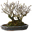 Pyracantha, 17 cm, ± 25 años, con un nebari de 10 cm, en una maceta japonesa hecha a mano