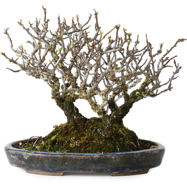 Pyracantha, 17 cm, ± 25 ans, avec un nebari de 10 cm, dans un pot japonais fait main