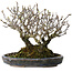 Pyracantha, 17 cm, ± 25 años, con un nebari de 10 cm, en una maceta japonesa hecha a mano