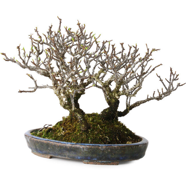 Pyracantha, 17 cm, ± 25 anni, con un nebari di 10 cm, in un vaso giapponese fatto a mano