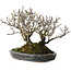 Pyracantha, 17 cm, ± 25 años, con un nebari de 10 cm, en una maceta japonesa hecha a mano