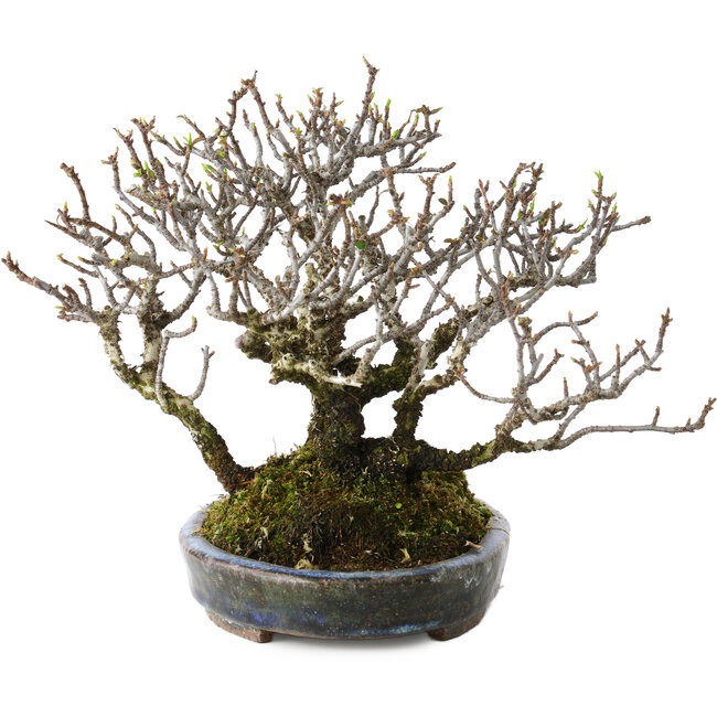 Pyracantha, 17 cm, ± 25 años, con un nebari de 10 cm, en una maceta japonesa hecha a mano