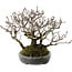 Pyracantha, 17 cm, ± 25 years old, with a nebari of 10 cm, in a handmade Japanese pot