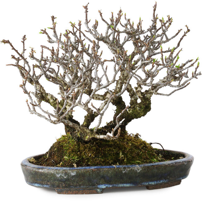 Pyracantha, 17 cm, ± 25 años, con un nebari de 10 cm, en una maceta japonesa hecha a mano