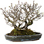 Pyracantha, 17 cm, ± 25 años, con un nebari de 10 cm, en una maceta japonesa hecha a mano