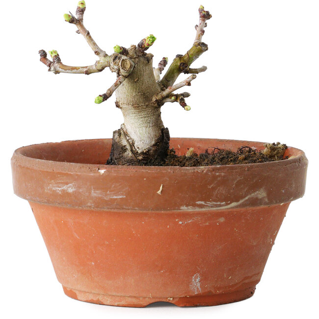 Crataegus cuneata, 8,5 cm, ± 12 jaar oud