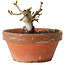 Crataegus cuneata, 8,5 cm, ± 12 jaar oud