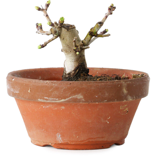 Crataegus cuneata, 8,5 cm, ± 12 ans