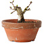 Crataegus cuneata, 8,5 cm, ± 12 jaar oud