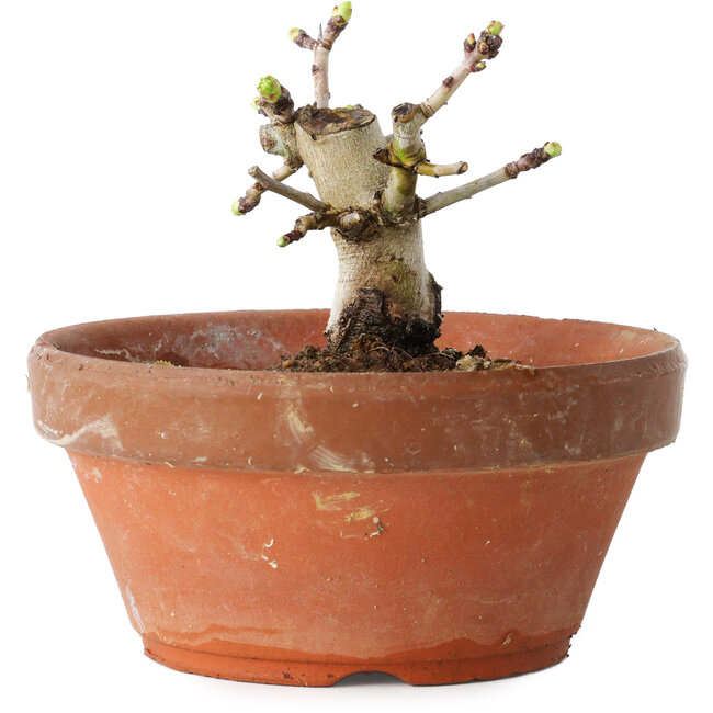 Crataegus cuneata, 8,5 cm, ± 12 anni