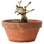 Crataegus cuneata, 8,5 cm, ± 12 jaar oud