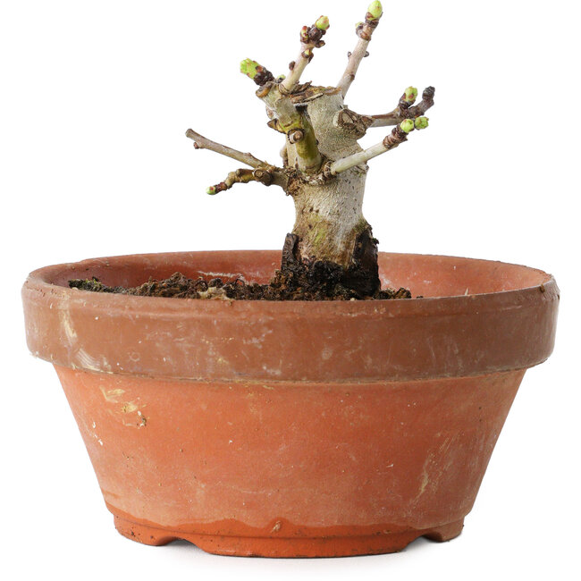 Crataegus cuneata, 8,5 cm, ± 12 ans