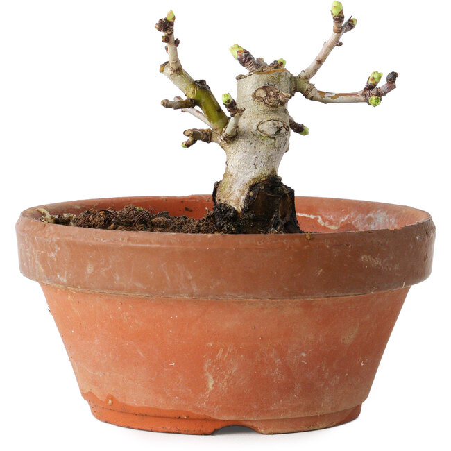 Crataegus cuneata, 8,5 cm, ± 12 ans