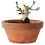 Crataegus cuneata, 8,5 cm, ± 12 jaar oud