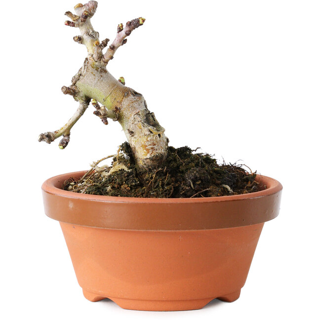 Crataegus cuneata, 8 cm, ± 12 jaar oud