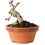 Crataegus cuneata, 8 cm, ± 12 jaar oud