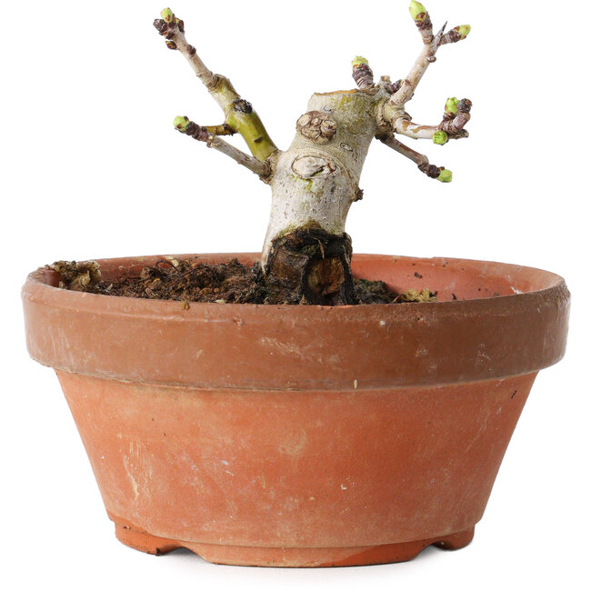 Crataegus cuneata, 8,5 cm, ± 12 años