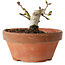 Crataegus cuneata, 8,5 cm, ± 12 jaar oud